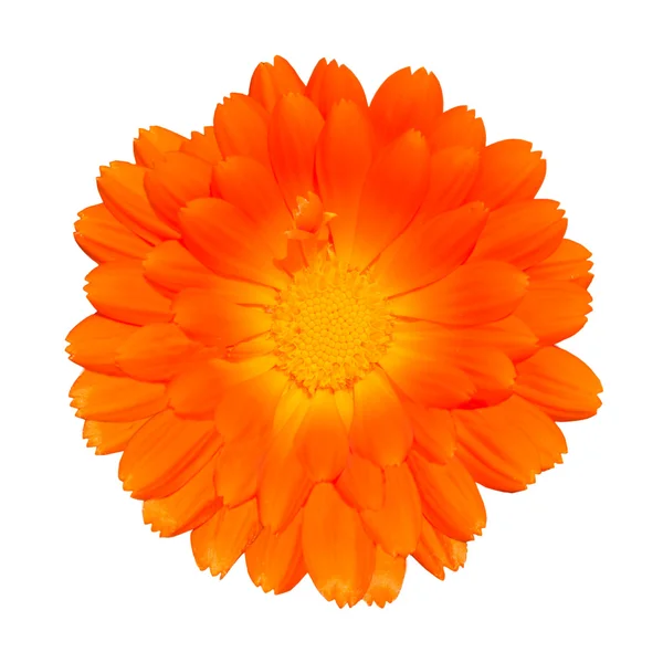 stock image Orange Pot Marigold - Calendula officinalis Isolated on White