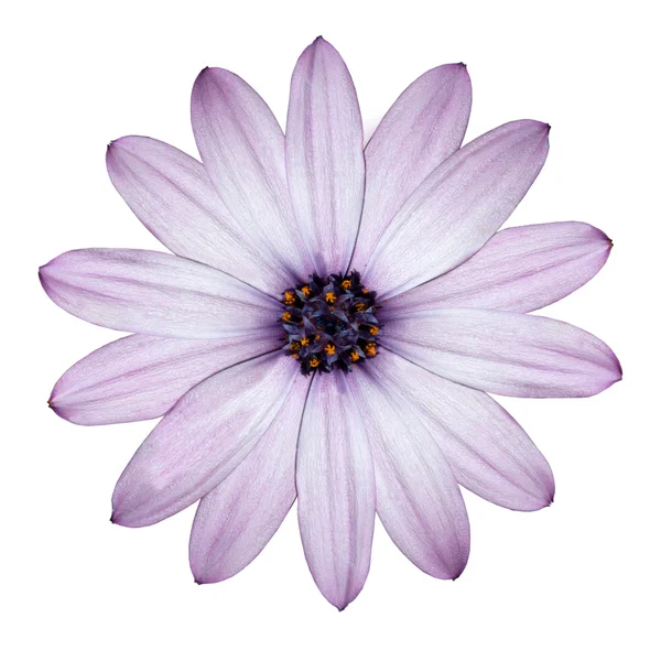 Light Purple Daisy-Osteospermum testa di fiore isolato su bianco — Foto Stock