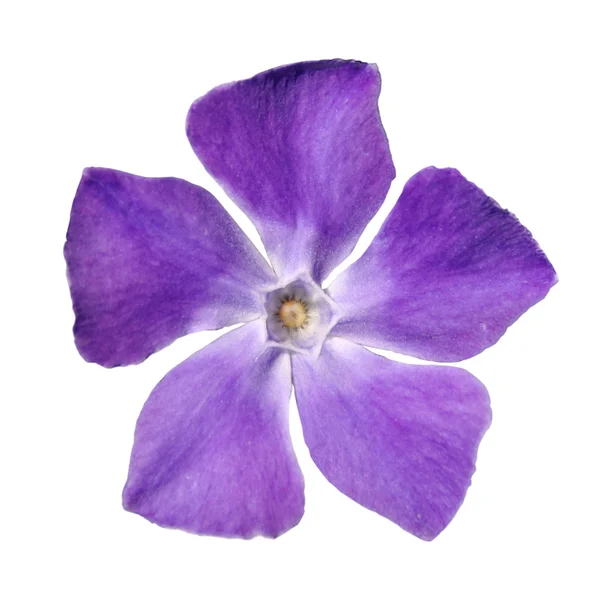Periwinkle purple flower - Vinca minor - isolated on White — Stock Photo, Image