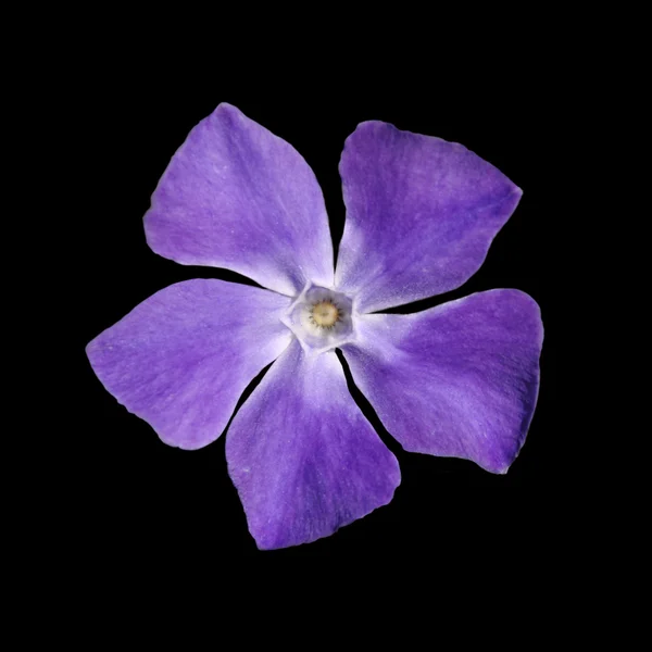 Periwinkle lila blomma - vintergröna - isolerade på svart — Stockfoto