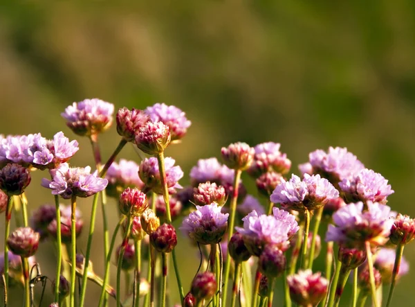 Armeria maritima, a tenger rózsaszín vagy a takarékosság, vad rózsaszín virágok — Stock Fotó
