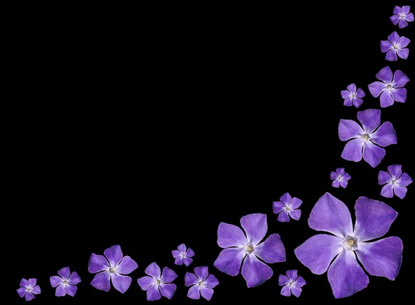 Periwinkle purple flowers - Vinca minor - isolated on Black — Stock Photo, Image