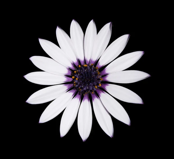 Osteospermum Asti White Daisy with purple center on Black — Stock Photo, Image