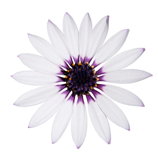 Osteospermum asti vita daisy med lila center på vit — Stockfoto