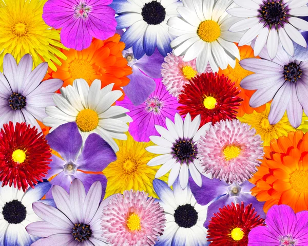 Fundo floral multicolorido. Mistura de cabeças de flores coloridas — Fotografia de Stock