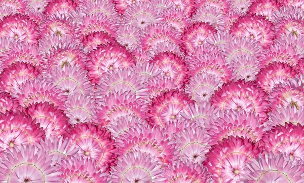 stock image Various Pink Strawflowers Background