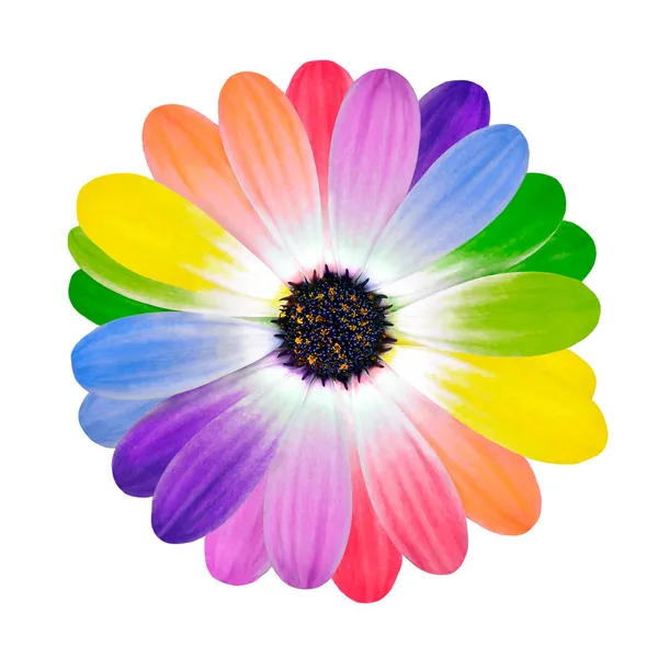 Pétales colorées sur fleur de marguerite isolées Images De Stock Libres De Droits