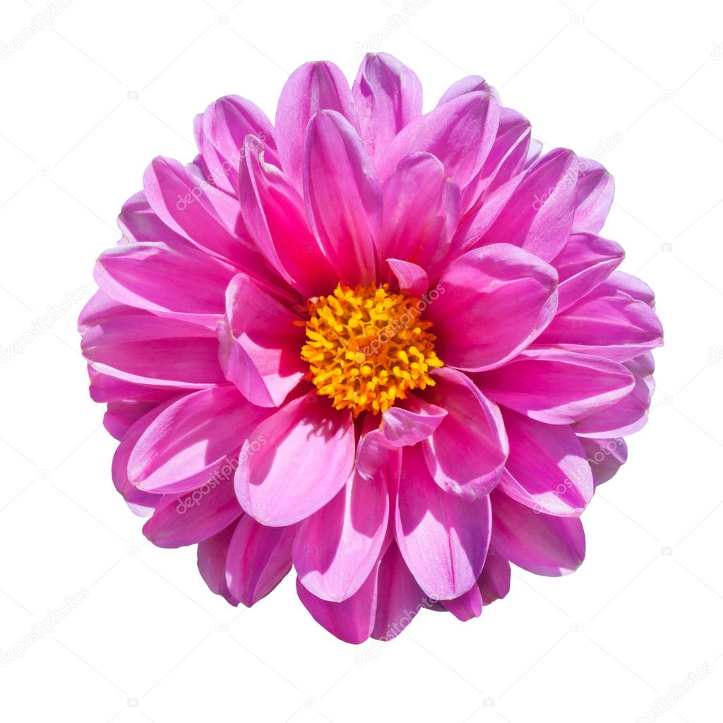 Pink Dahlia Flower Isolated on White