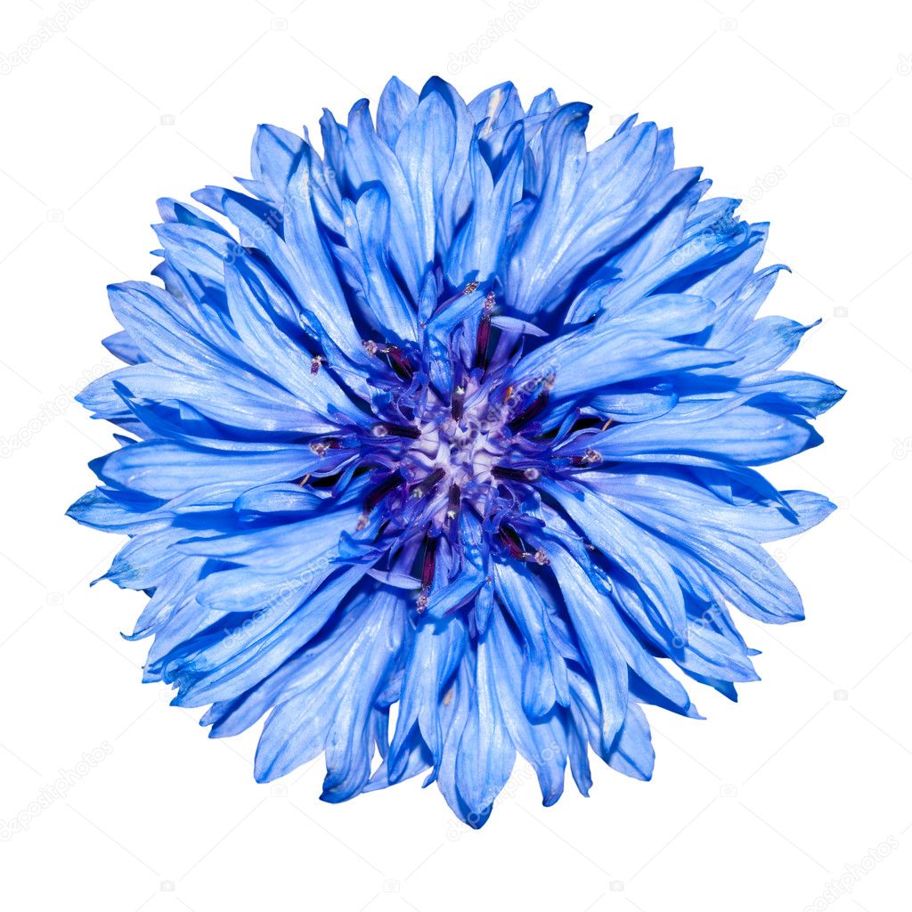Blue Cornflower Flower head - Centaurea cyanus Isolated on White