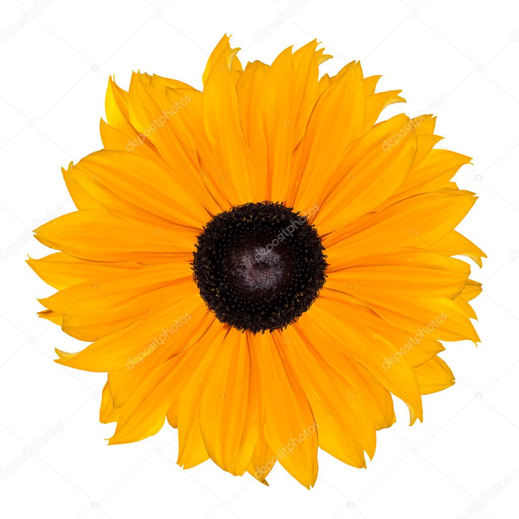 Yellow Flower Abstract Isolated on White Background