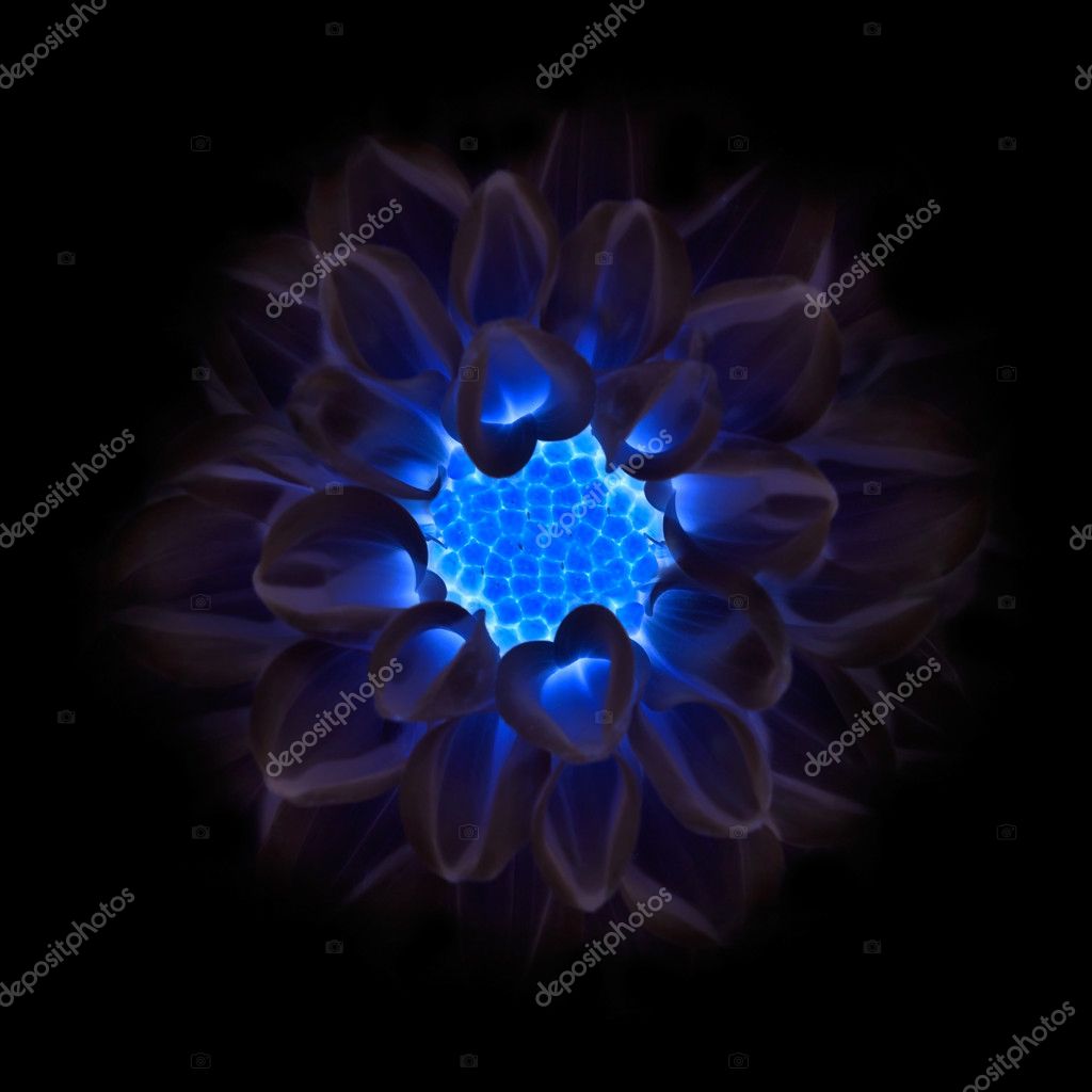 Dark Blue Dahlia Flower Fading Into Black Background Stock