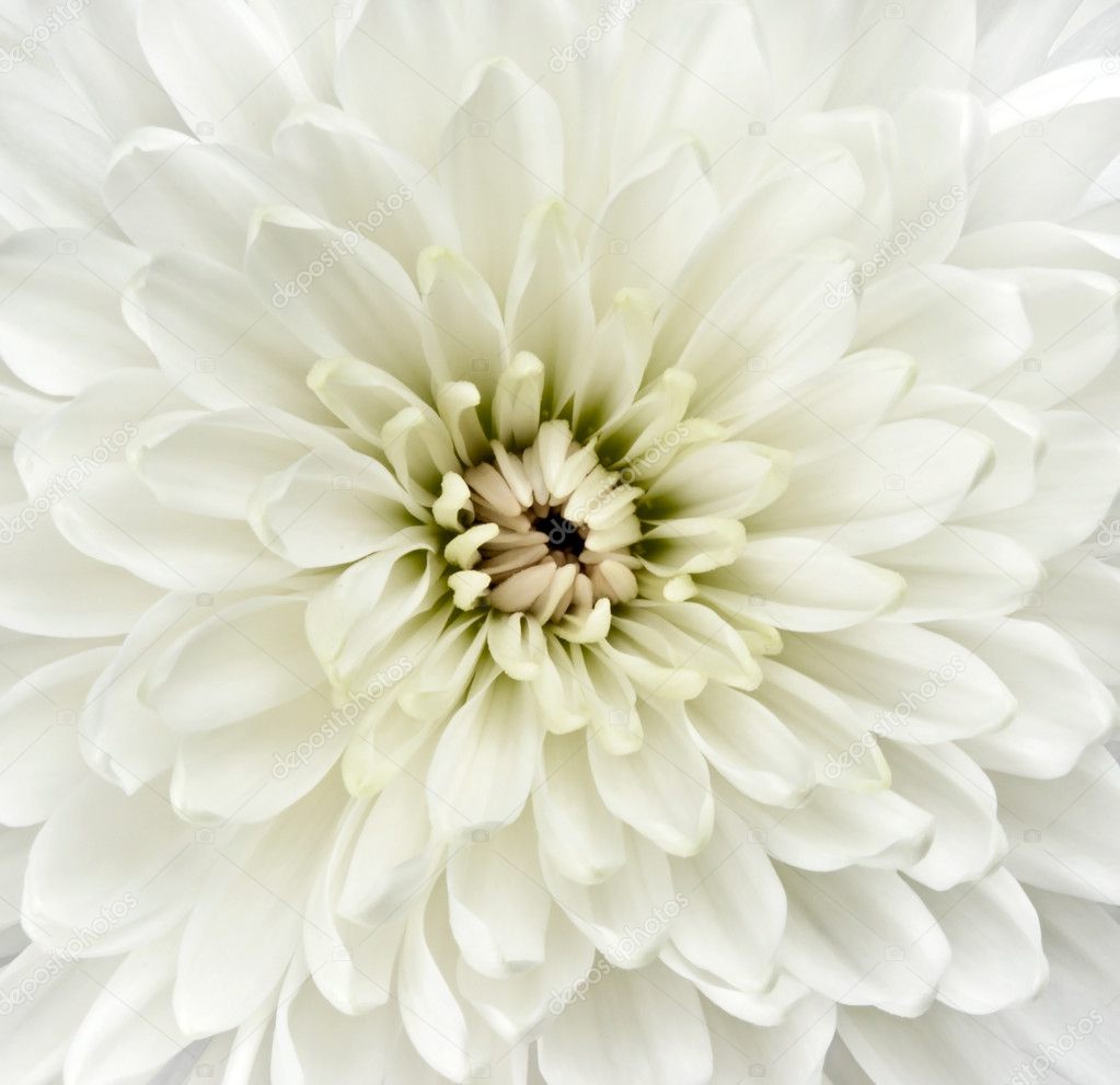 Center of White Dahlia Flower. Closeup Detail