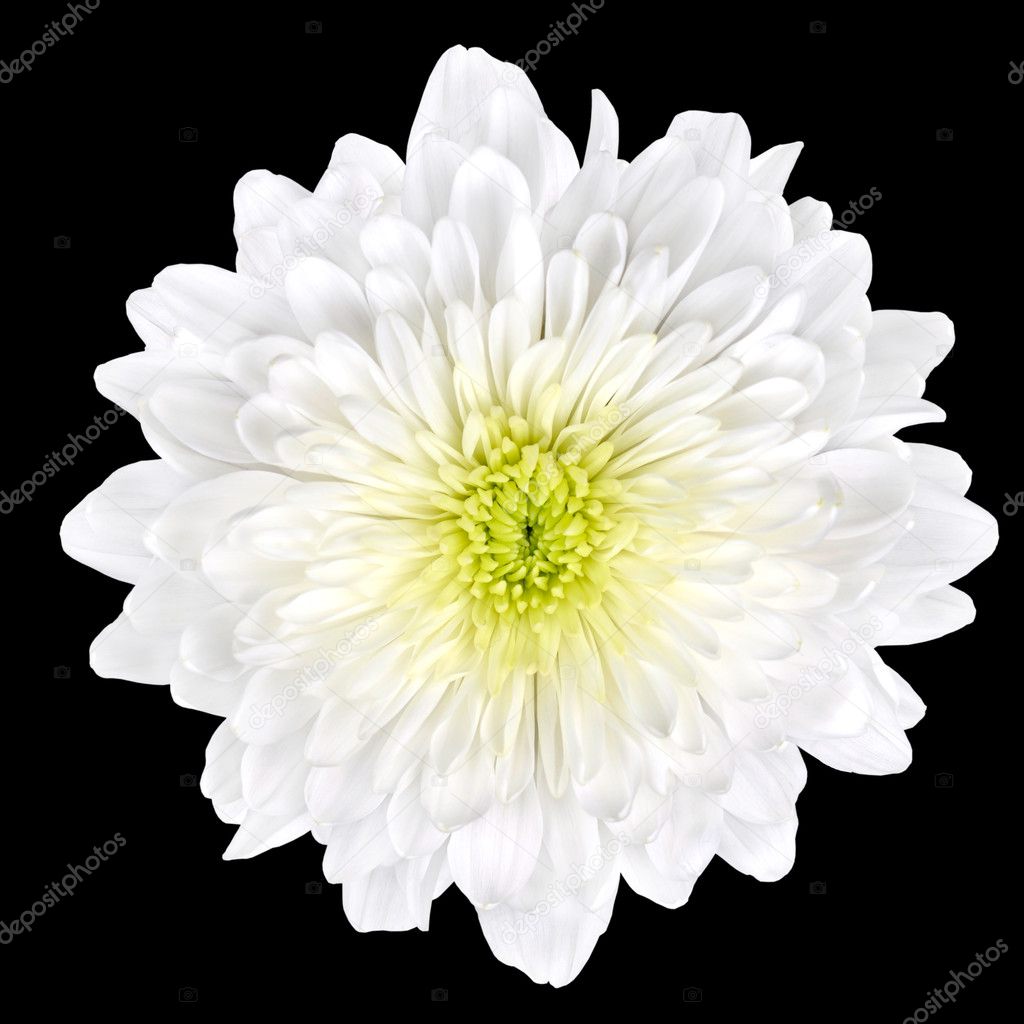 White Chrysanthemum Flower with Yellow Center Isolated
