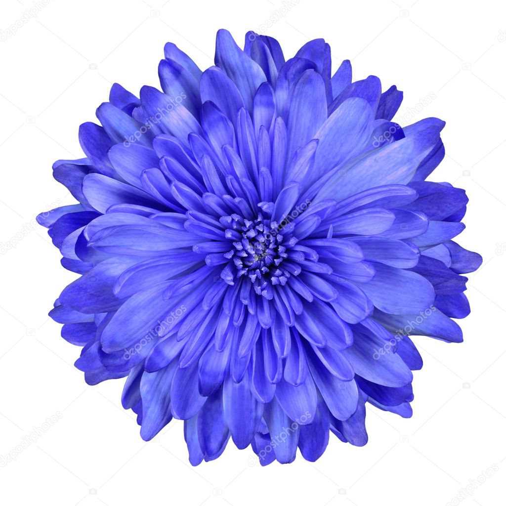 Deep Blue Chrysanthemum Flower Isolated
