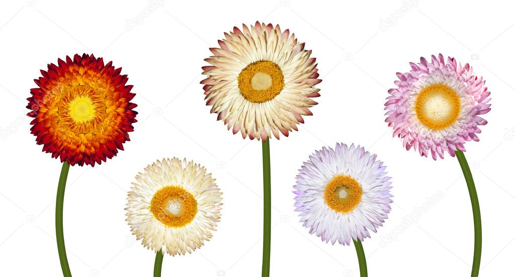 five different strawflowers isolated on white | 图库照片 08