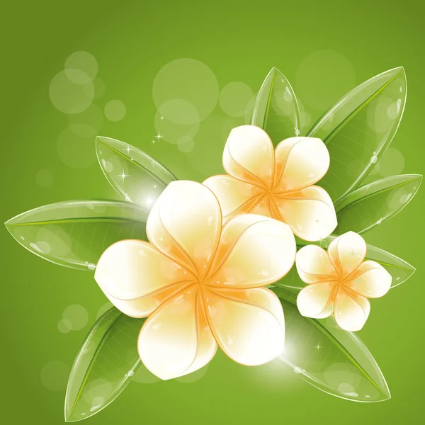 stock vector White frangipani