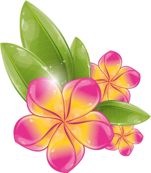 Flor de Frangipani rosa — Vector de stock