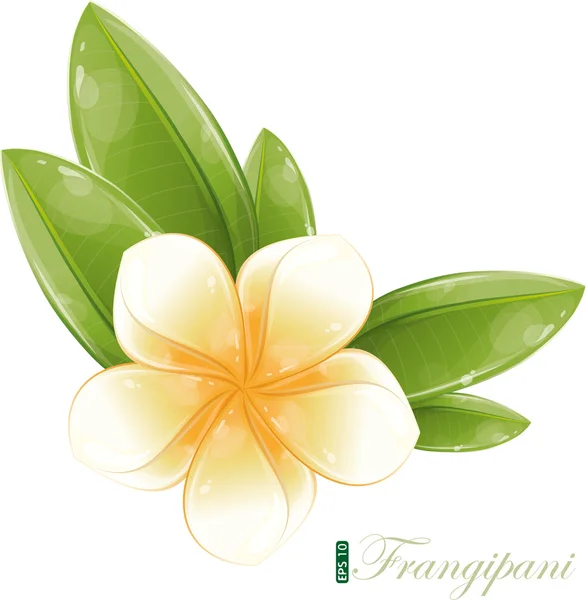 Frangipani blanco — Vector de stock
