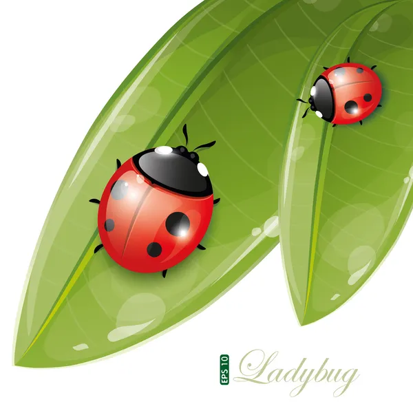 Uğur böceği ile yeşil yaprakları tasarım — Stok Vektör