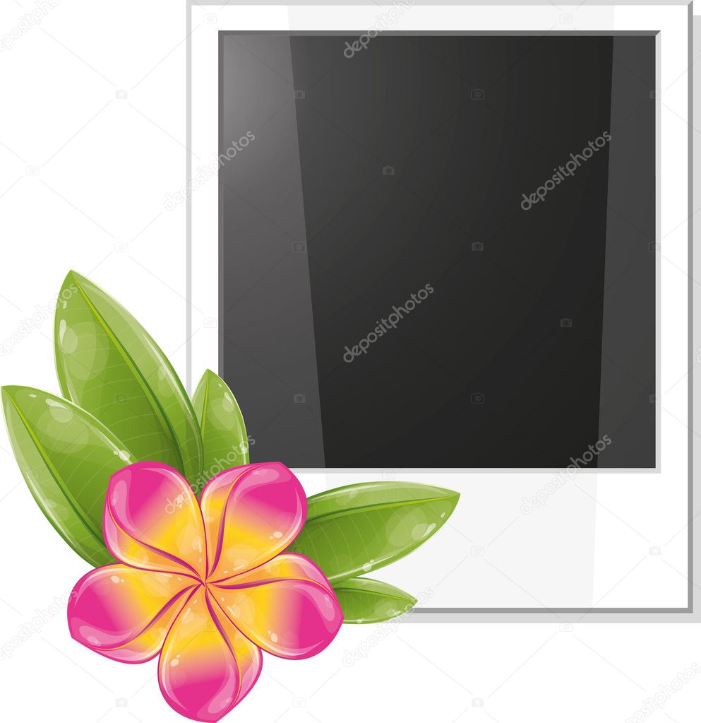 Blank photo frame with pink frangipani flower