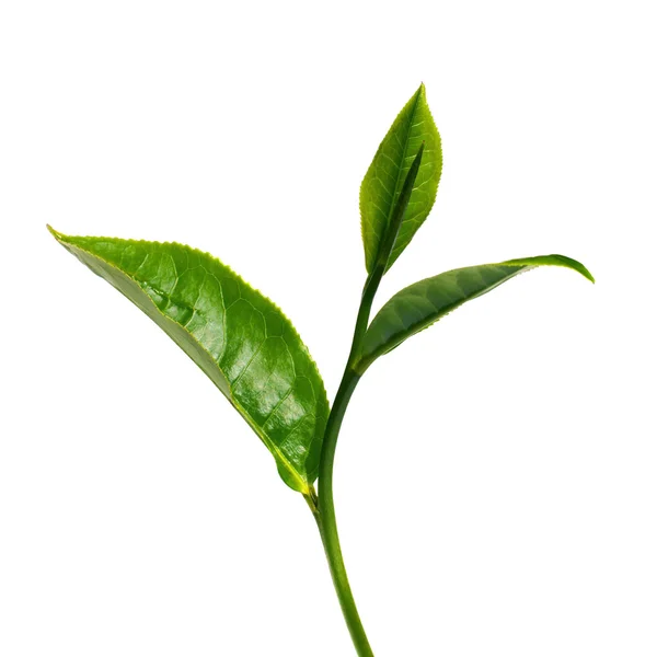 Tea leaf — Stock Photo, Image