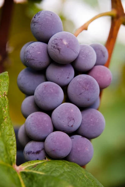 Виноград из лозы — стоковое фото