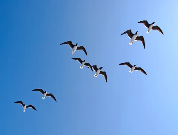 stock image Seagulls