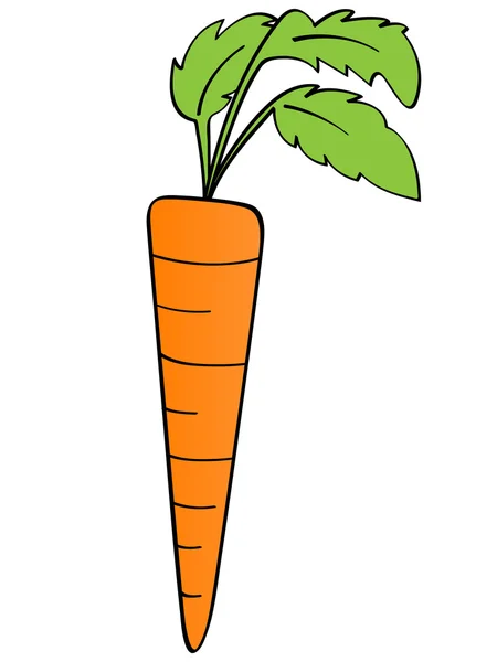 Carrot — Stock Vector