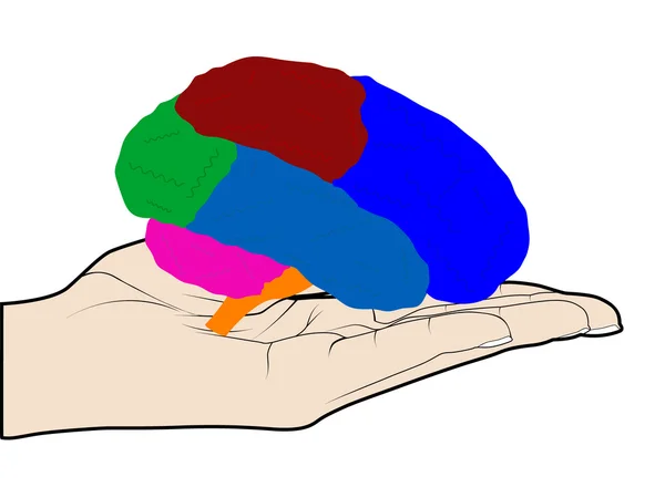 Cerveau humain en main — Image vectorielle
