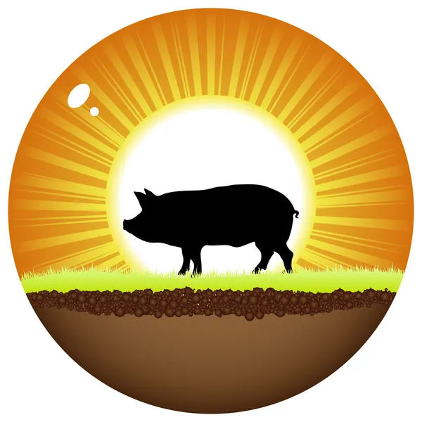 Bola matahari dengan babi - Stok Vektor