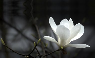 Magnolia flower clipart