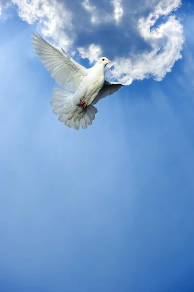Bílá holubice v letu zdarma — Stock fotografie