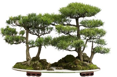 Sedir bonsai