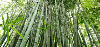 Bambu ağaçları