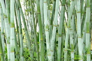 Bambu ağaçları