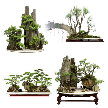 China bonsai clipart