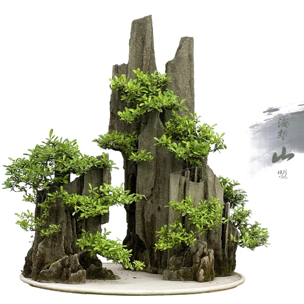 Chiny bonsai — Zdjęcie stockowe