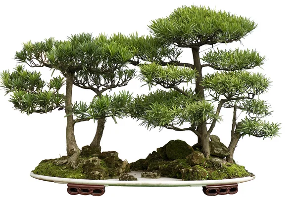 Cedar bonsaje — Stock fotografie