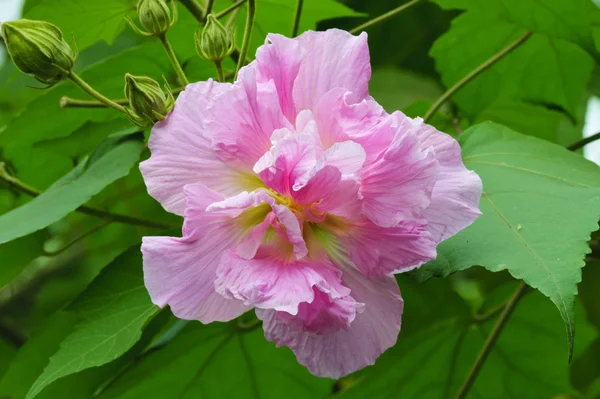 Bright hibiscus flower — Stock Photo, Image