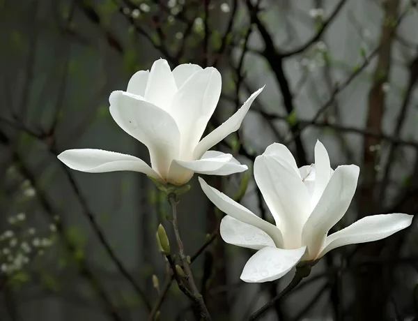 Een mooie witte magnolia bloem met verse geur — Stockfoto