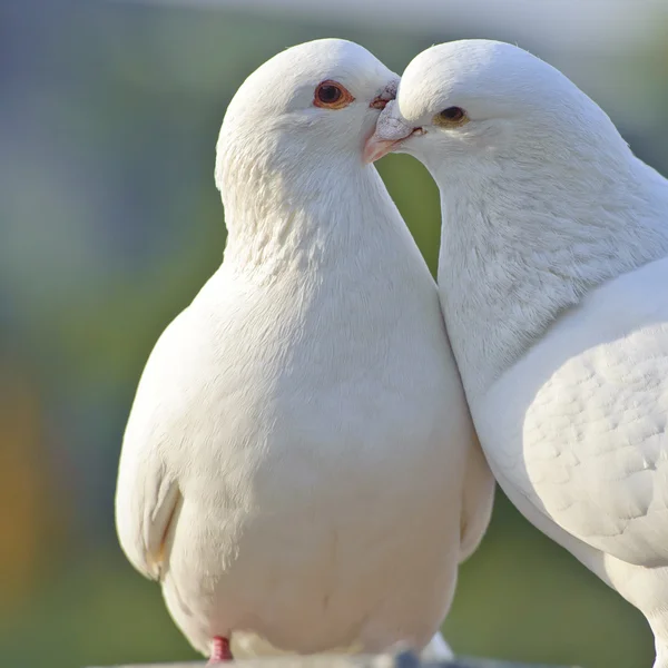 Twee liefdevolle witte duiven — Stockfoto