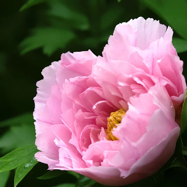 Flor de peonía rosa —  Fotos de Stock