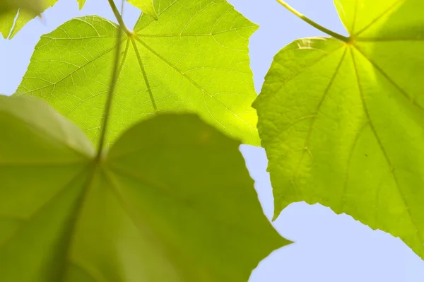 Podświetlenie liści — Zdjęcie stockowe