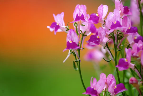 Flor de orquídea mariposa — Foto de Stock