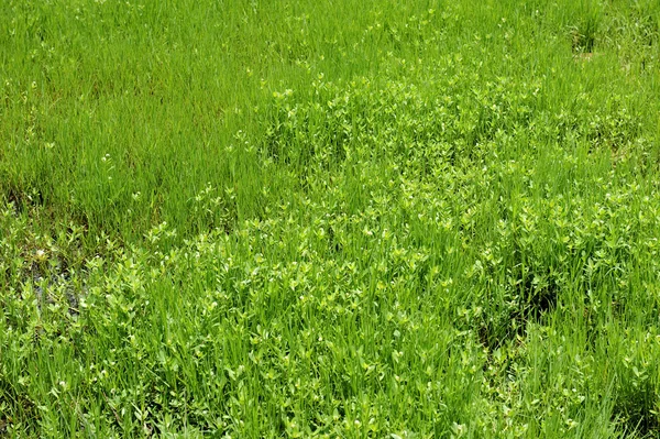 Taze yeşil çim — Stok fotoğraf