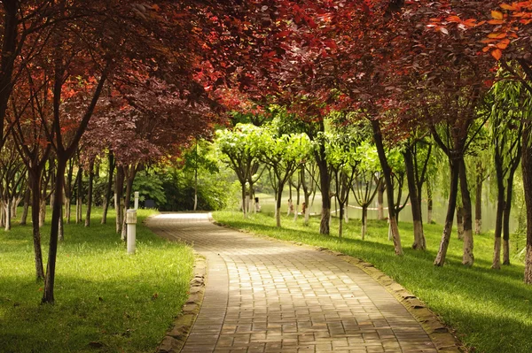 Pathway under the red maple leaves — Stock Photo, Image