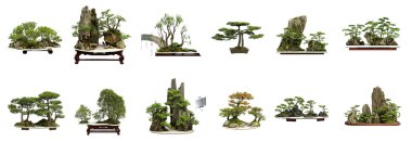 Collection of the best china bonsai with white isolated backgrou clipart