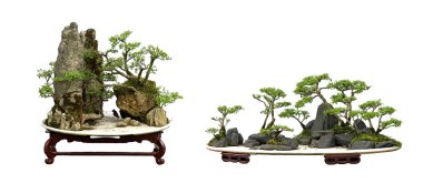 Çin bonsai