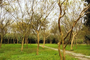 lagerstroemia indica woods ve bir park yolu