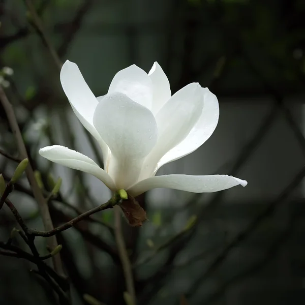 Ένα όμορφο άσπρο magnolia λουλούδι με φρέσκος μυρωδιά — Φωτογραφία Αρχείου